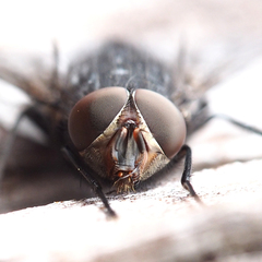 Calliphora