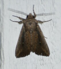 Leucania subpunctata