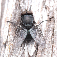 Calliphora