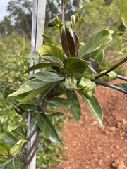 Strophanthus divaricatus