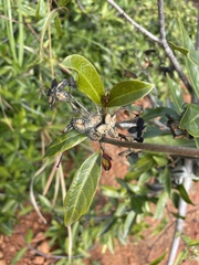 Strophanthus divaricatus