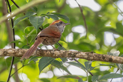 Synallaxis ruficapilla