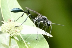 Eremnophila aureonotata