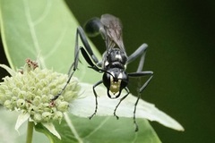 Eremnophila aureonotata