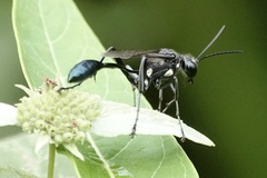 Eremnophila aureonotata