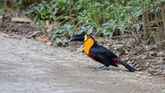 Ramphastos vitellinus