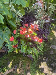 Anthurium andraeanum