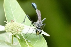 Eremnophila aureonotata