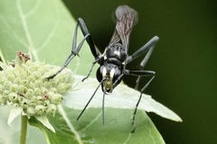 Eremnophila aureonotata