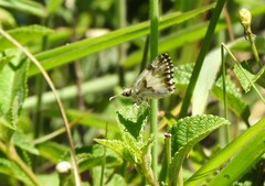 Heliopetes omrina