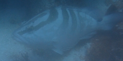 Epinephelus striatus