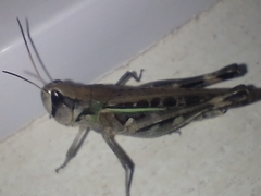 Rhammatocerus pictus