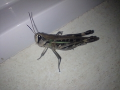 Rhammatocerus pictus