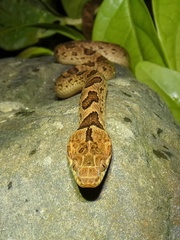 Leptodeira rhombifera