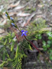 Lobelia gibbosa