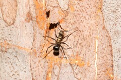 Polyrhachis semiaurata