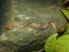 Leptodeira rhombifera