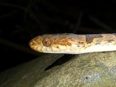 Leptodeira rhombifera