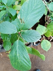 Mitragyna parvifolia