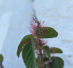 Acalypha arvensis