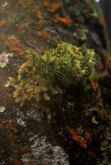 Leucobryum javense