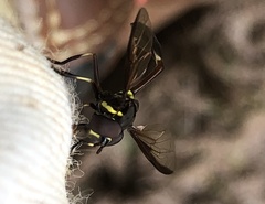 Salpingogaster