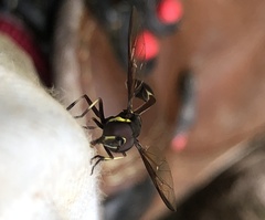 Salpingogaster