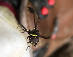 Salpingogaster
