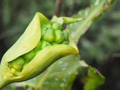 Zantedeschia albomaculata