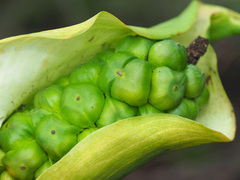 Zantedeschia albomaculata