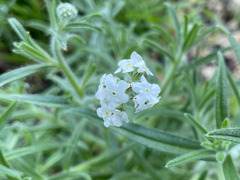 Cryptantha