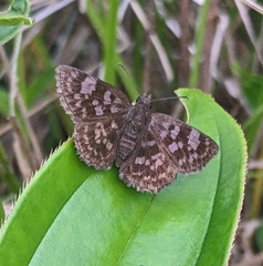 Viola violella