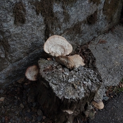 Fomes fomentarius