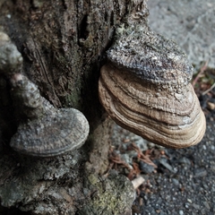 Fomes fomentarius