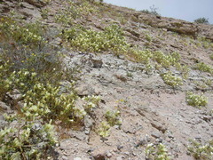 Mohavea confertiflora