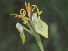 Moraea trifida