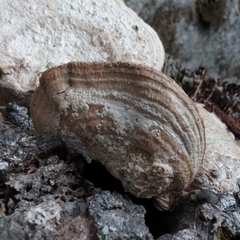Fomes fomentarius
