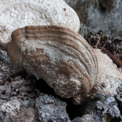 Fomes fomentarius
