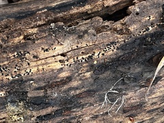 Rosellinia subiculata