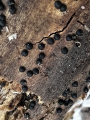 Rosellinia subiculata