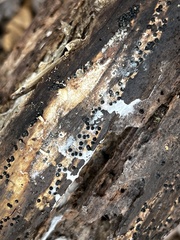 Rosellinia subiculata