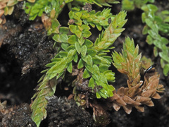 Selaginella mittenii
