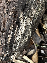 Rosellinia subiculata