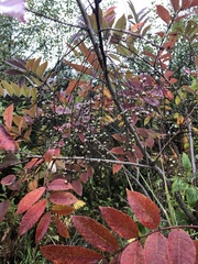 Toxicodendron vernix