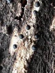 Rosellinia subiculata