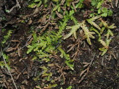 Selaginella mittenii