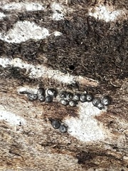 Rosellinia subiculata