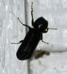 Amphicerus cornutus