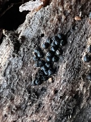 Rosellinia subiculata