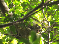 Sciurus deppei
